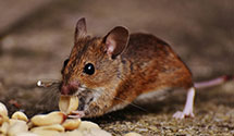 24 Hour & Emergency Exterminators in Mineral City, OH